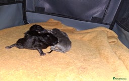 Maine Coon cats for sale: Stunning litter of maine coon kittens  - Advert 33