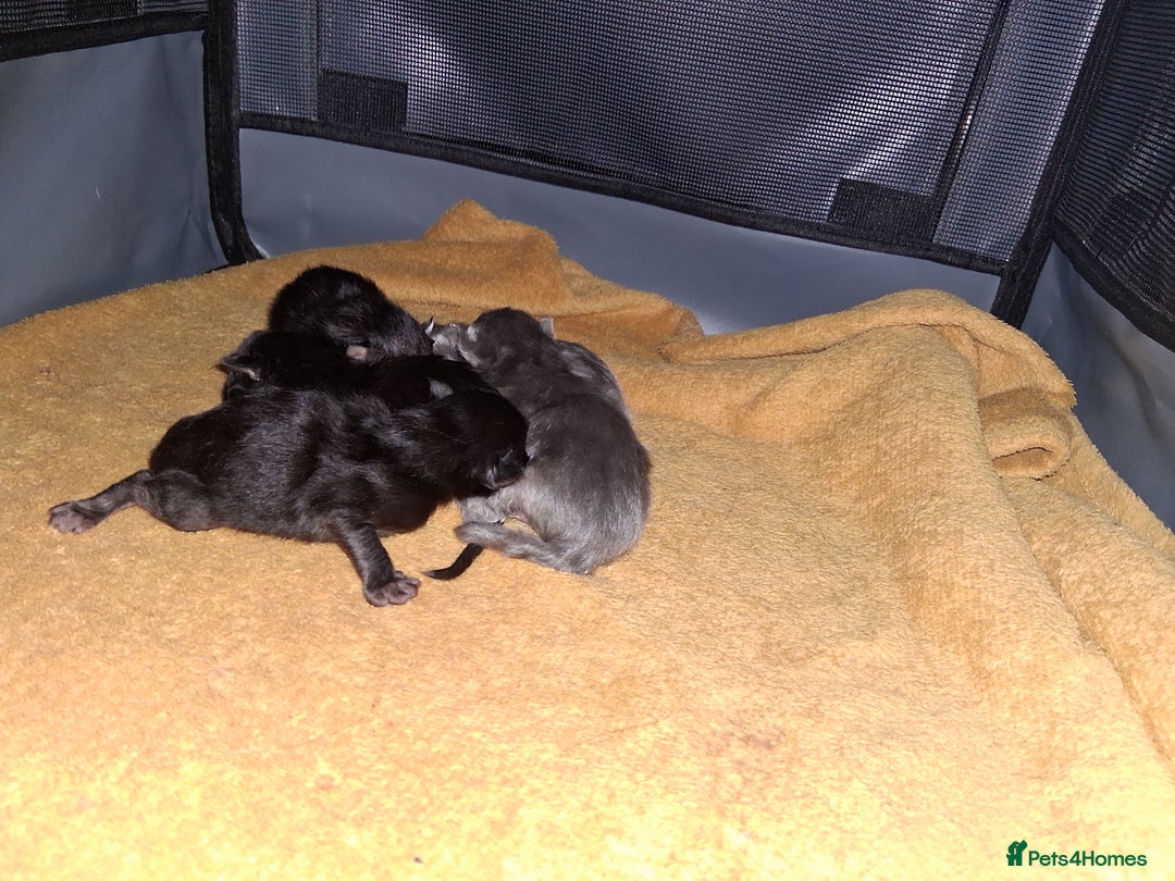 Maine Coon cats for sale: Stunning litter of maine coon kittens  - Advert 33