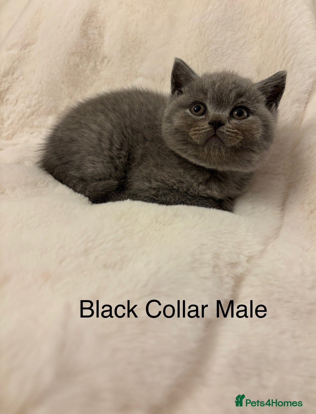 Brazilian Shorthair cats for sale: Chunky British Shorthair kittens  - Advert 3