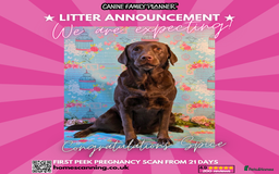 Labrador Retriever dogs for sale: KC Labrador Puppies Bred for Family Life - Image 1