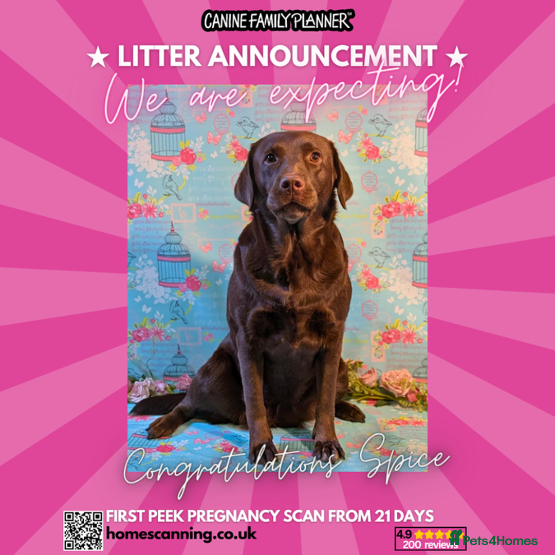 Labrador Retriever dogs for sale: KC Labrador Puppies Bred for Family Life - Image 1