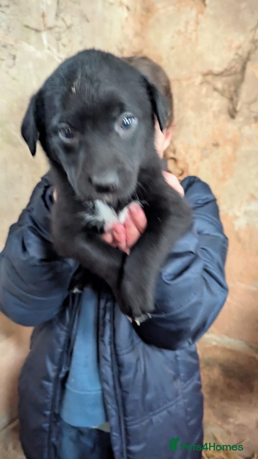 Borador dogs for sale: Borador puppies  - Advert 8