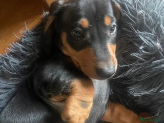 Dachshund dogs READY NOW Standard Smooth Dachshunds - Advert 13