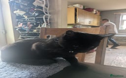 British Shorthair cats for sale: Male kitten - Image 4