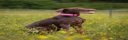 Dobermann dogs for sale: Lola - 10 month old Doberman puppy - Advert 1