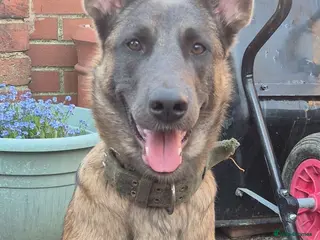 Belgian Shepherd Dog dogs Belgium malino - Advert 10