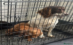 Mixed Breed dogs for sale: Adorable spaniel cross babies - Image 12