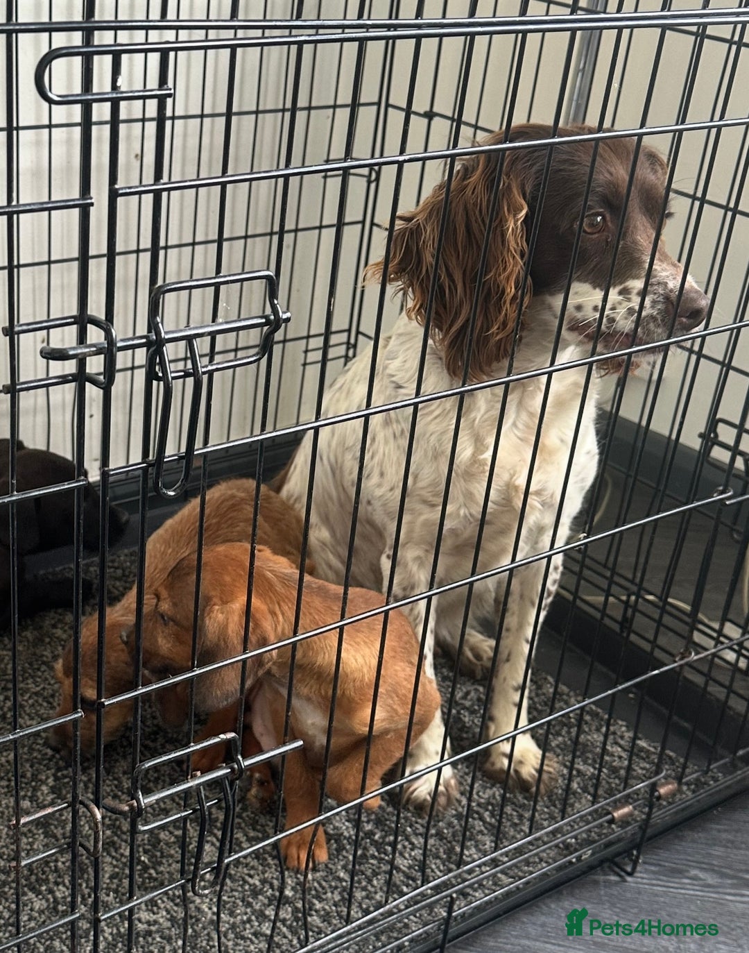 Mixed Breed dogs for sale: Adorable spaniel cross babies - Image 12