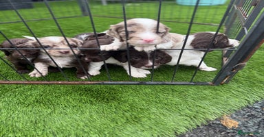 Cocker Spaniel dogs - Advert 3