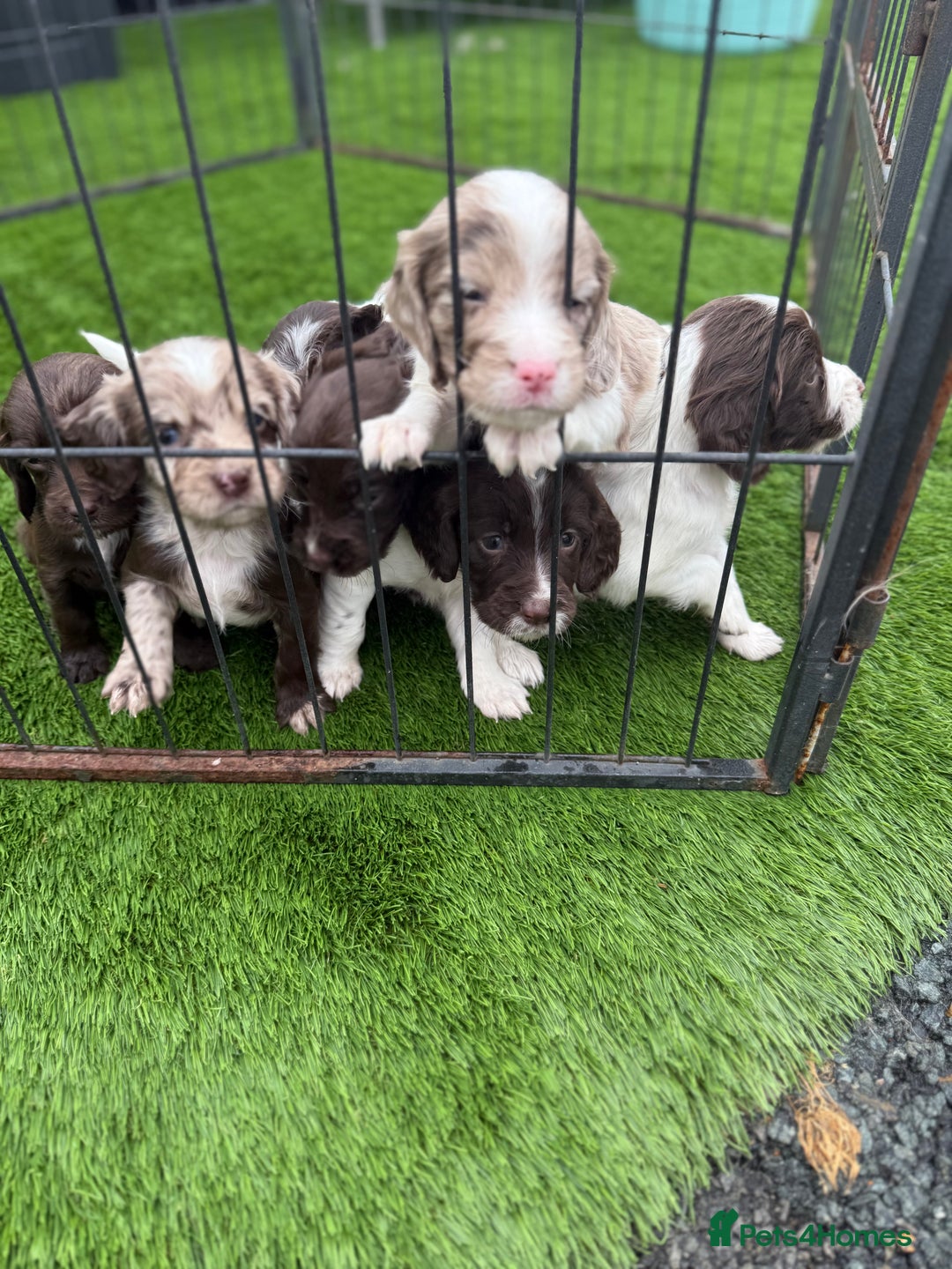 Cocker Spaniel dogs for sale: English cocker spaniel puppies - Image 3