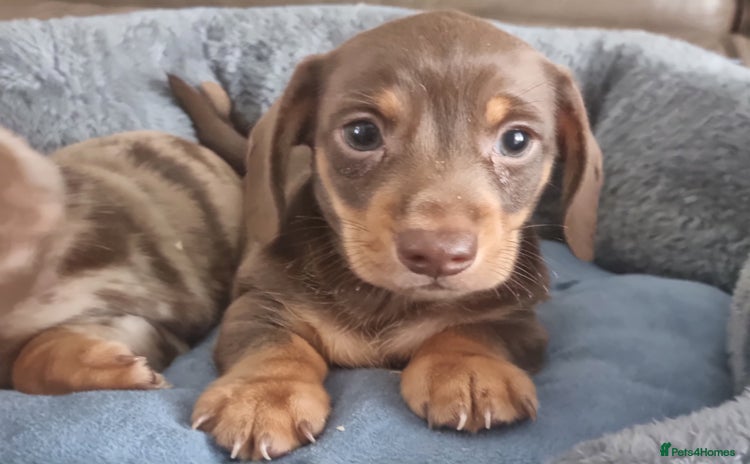 Miniature Dachshund dogs - Advert 1