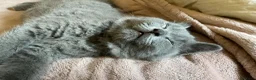 British Shorthair cats for sale: ADORABLE BRITISH SHORTHAIR KITTENS - Advert 8