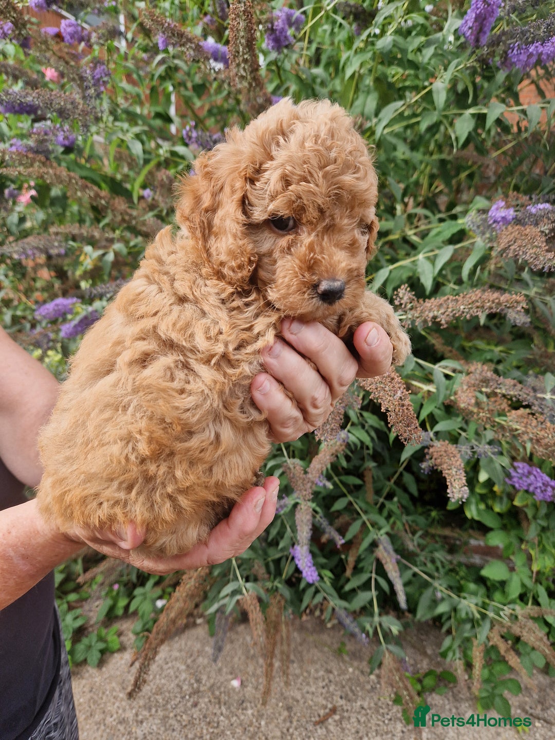 Cockapoo dogs for sale: EXCEPTIONAL HEALTH TESTED SHOW TYPE COCKAPOOS F1B - Image 10