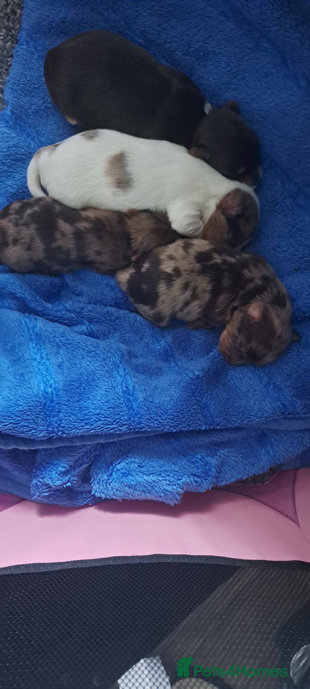 Yorkshire Terrier dogs for sale: 1 Boy & 3 Girls with Unique Coats - Image 1