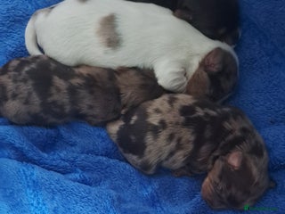 Yorkshire Terrier dogs - Advert 10