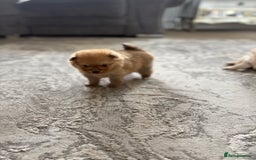 Pomeranian dogs for sale: Pomeranian puppies girl and boy  - Image 8