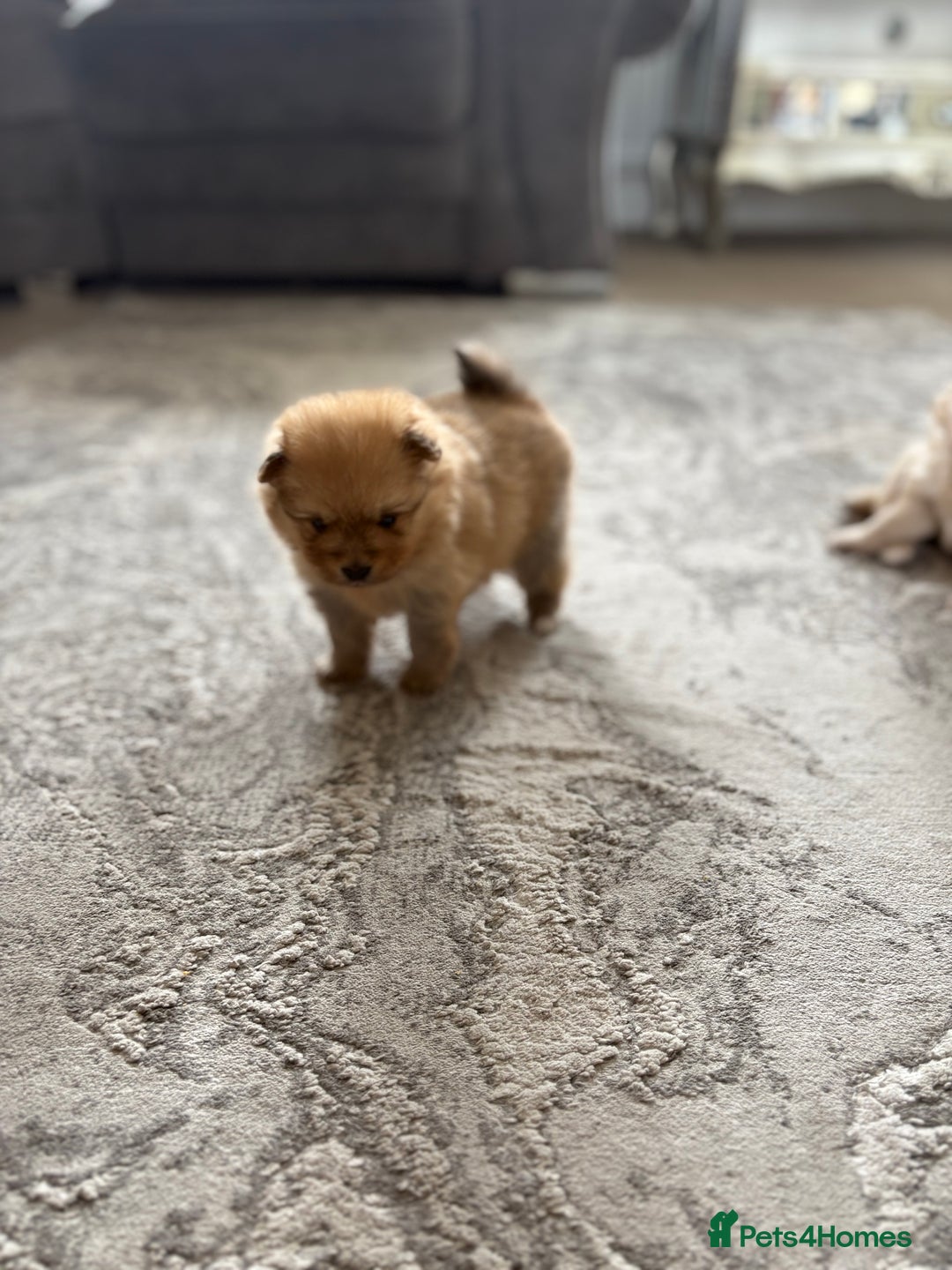 Pomeranian dogs for sale: Pomeranian puppies girl and boy  - Image 8