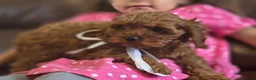 Cavapoo dogs for sale: Toy Cavapoo - Advert 9