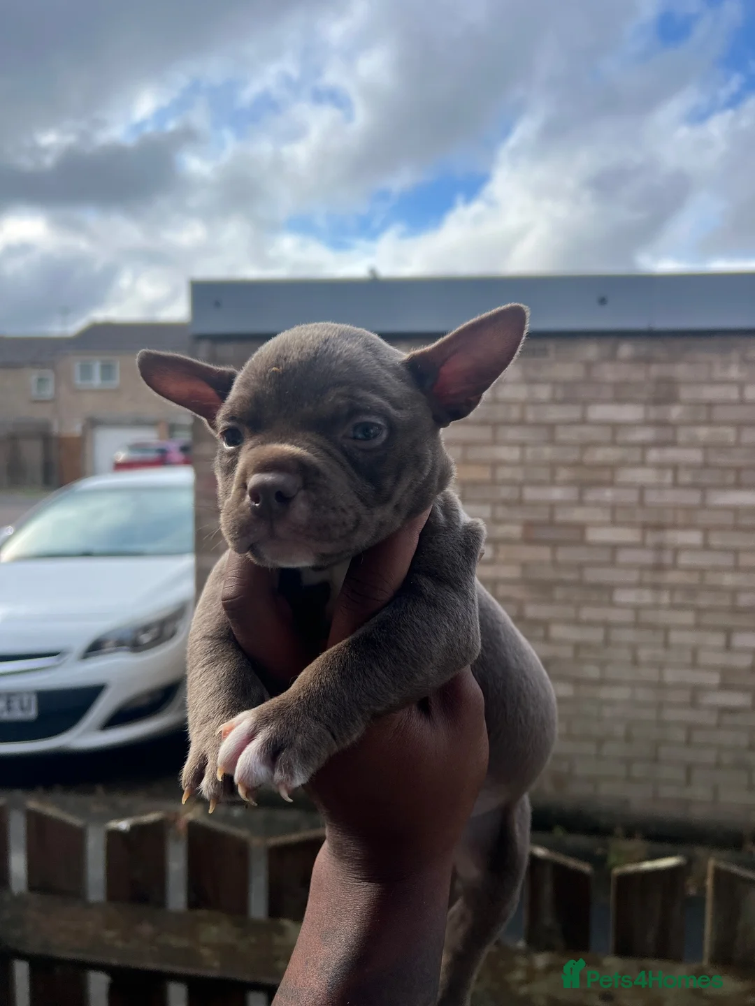 American Bully dogs for sale: Pocket bully female  in Leicester - Advert 4