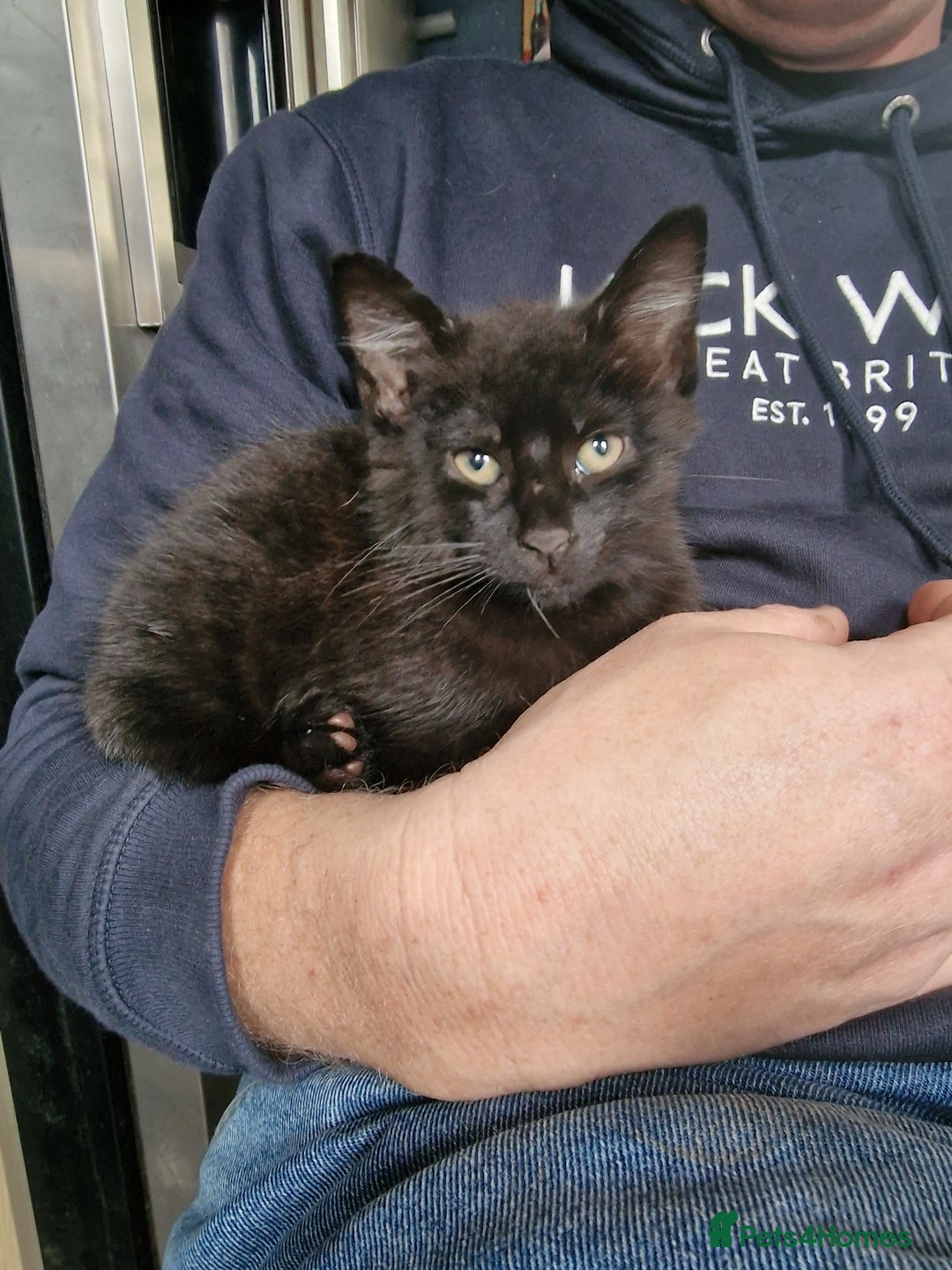 Mixed Breed cats for sale: 0ne black boy  - Advert 1