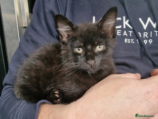 Mixed Breed cats 0ne black boy - Advert 1