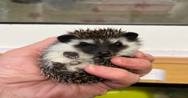 Pygmy Hedgehog rodents - Advert 12