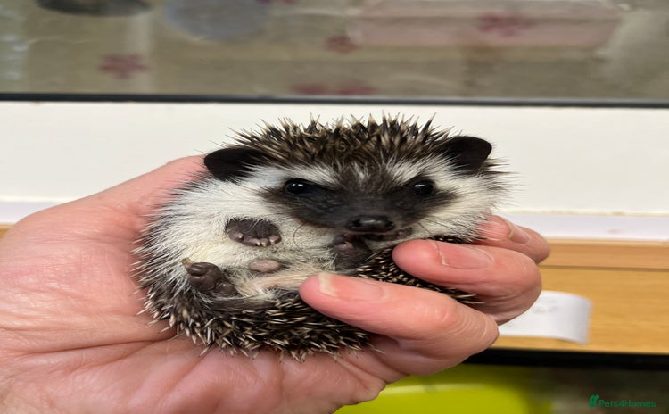 Pygmy Hedgehog rodents - Advert 3