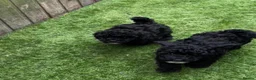 Toy Poodle dogs for sale: Toy Poodle puppies Health tested parents  - Advert 13