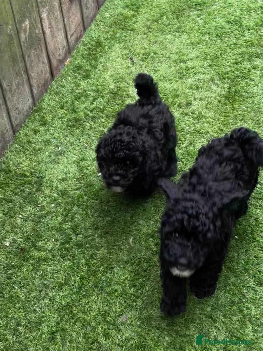 Toy Poodle dogs for sale: Toy Poodle puppies Health tested parents  - Advert 13