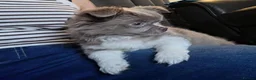 Chihuahua dogs for sale: Kc long coat chihuahua boy lilac & white - Advert 4