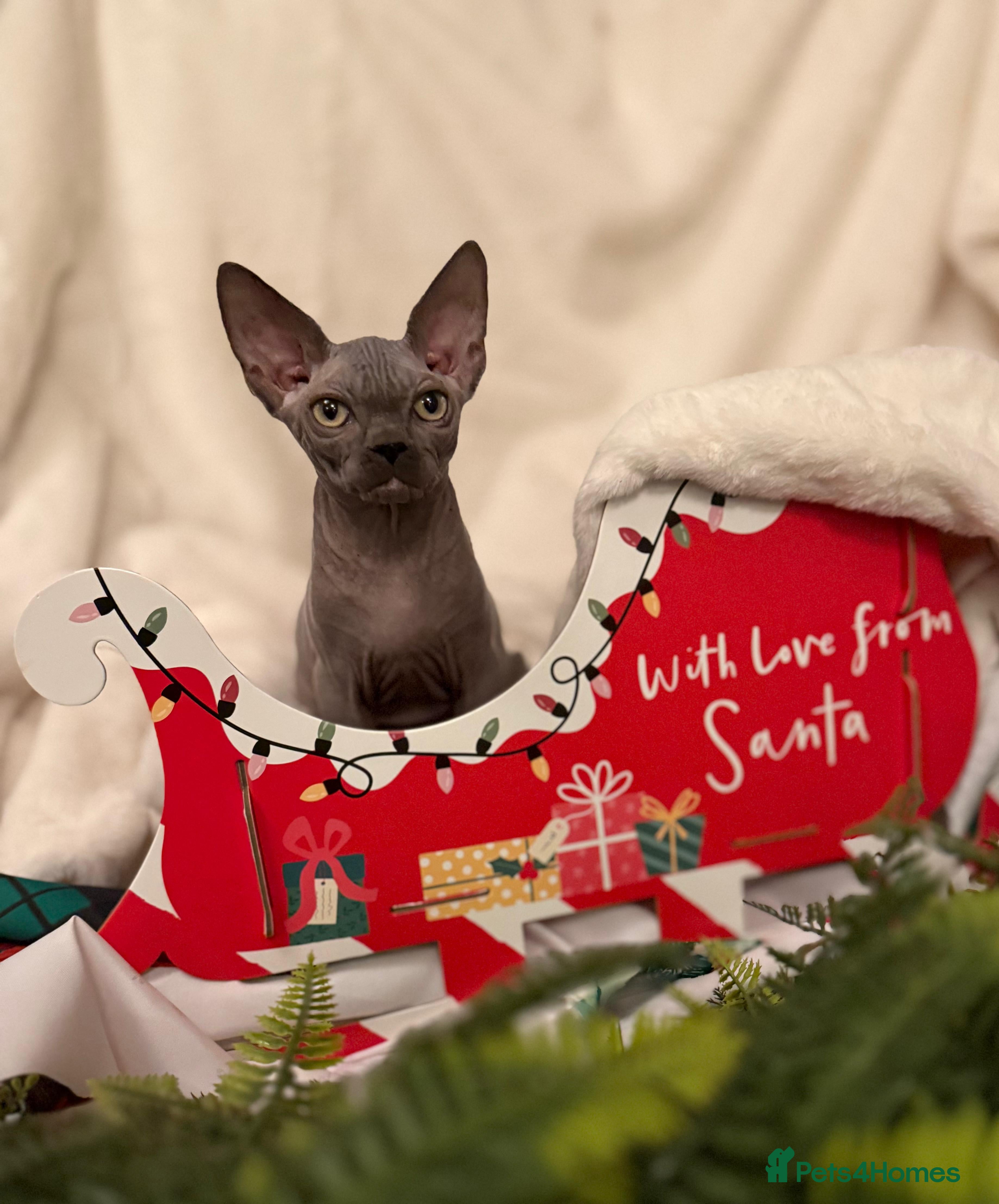 Sphynx cats EmaidacanadianSphinx - Advert 2