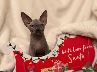 Sphynx cats EmaidacanadianSphinx - Advert 5