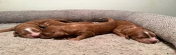 Cockapoo dogs for sale: Dark Fox red F1 toy / show cocker health tested - Advert 3