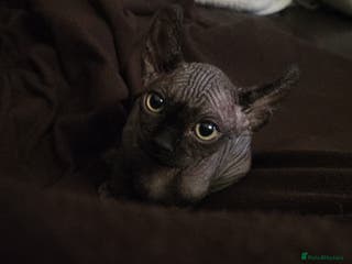 Sphynx cats Elf sphynx boy - Advert 1