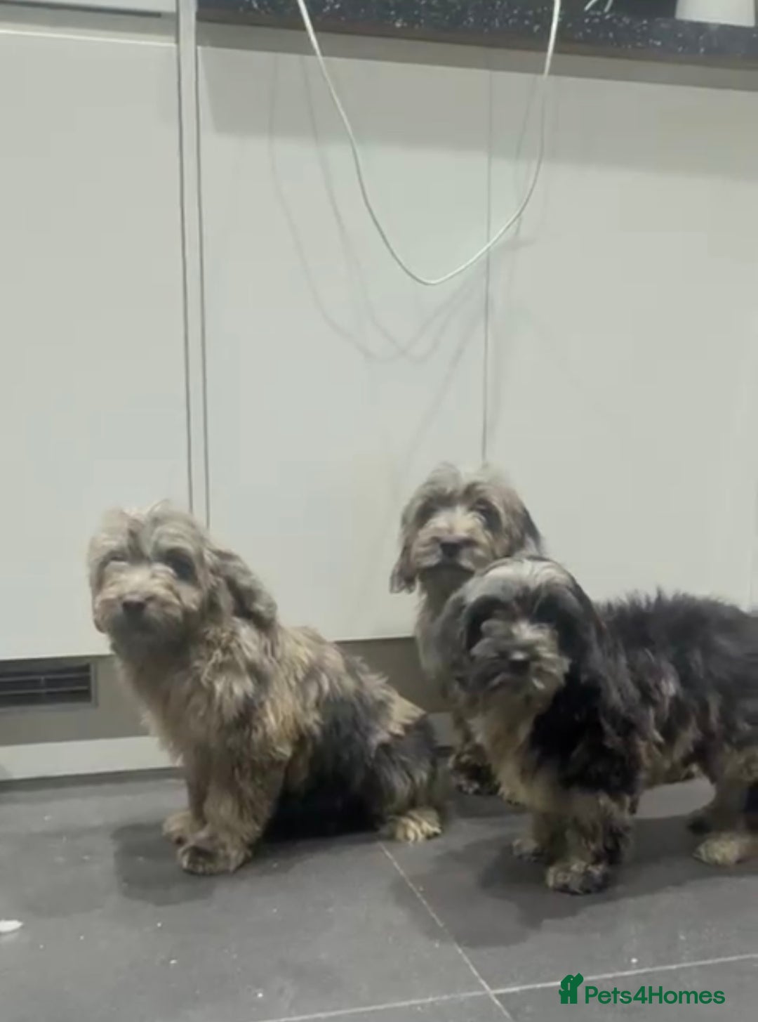 Cockapoo dogs for sale: Silver merle cockapoo puppies  - Advert 16