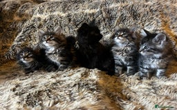 Maine Coon cats for sale: Maine coon kittens - Image 8