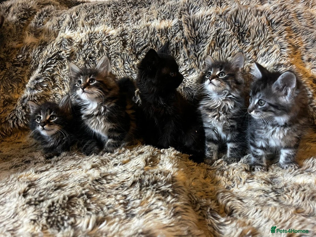 Maine Coon cats for sale: Maine coon kittens - Image 8