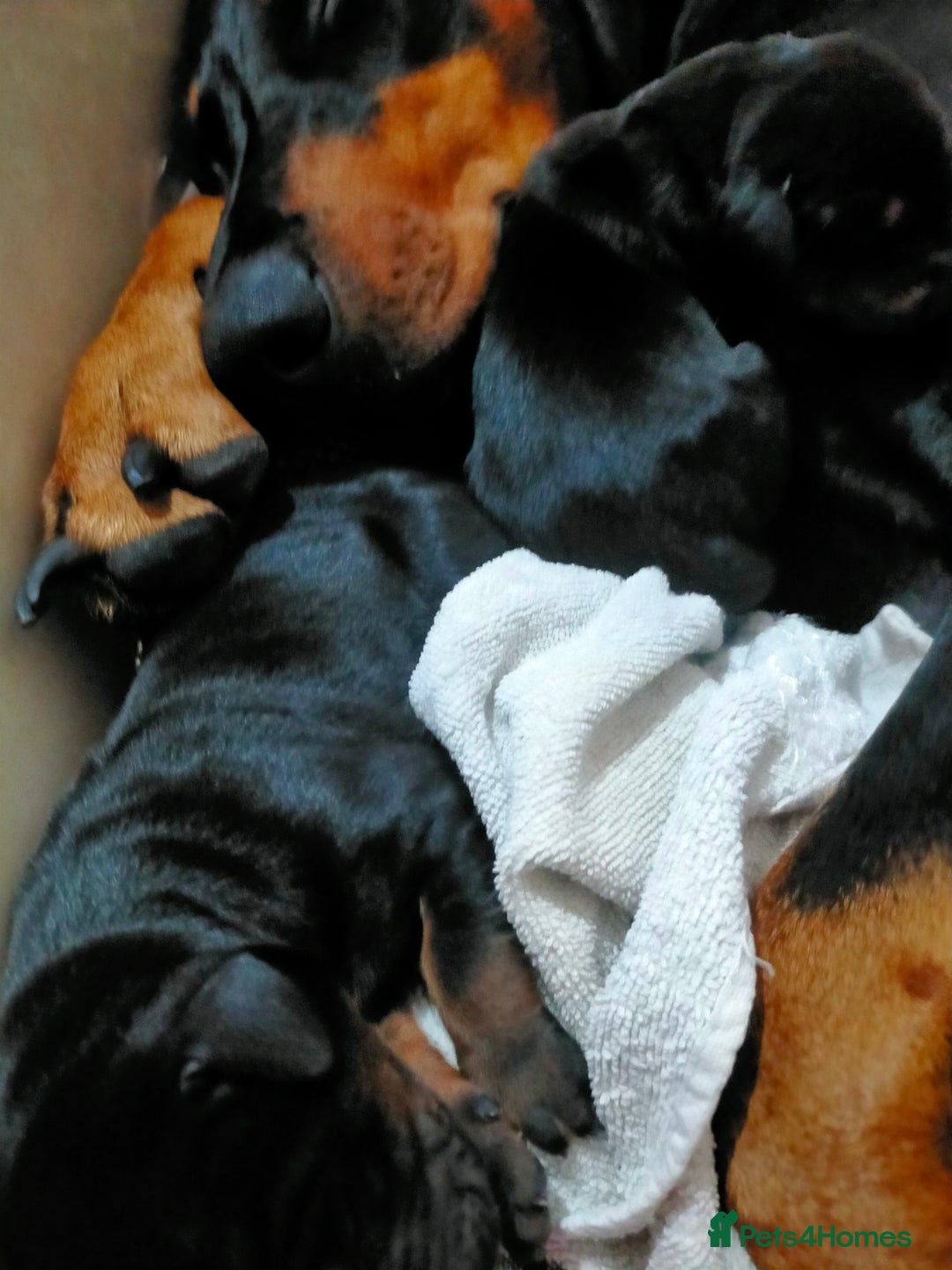 Dobermann dogs for sale: Dobermann puppies - Image 11