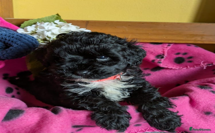 Cockapoo dogs Toy cockapoos - Advert 4