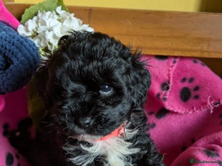 Cockapoo dogs Toy cockapoos - Advert 1