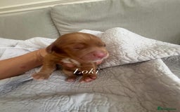 Cocker Spaniel dogs for sale: Kc working cocker spaniel - Image 3
