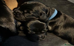 Sprocker dogs for sale: 9 gorgeous Sprocker pups - Image 17