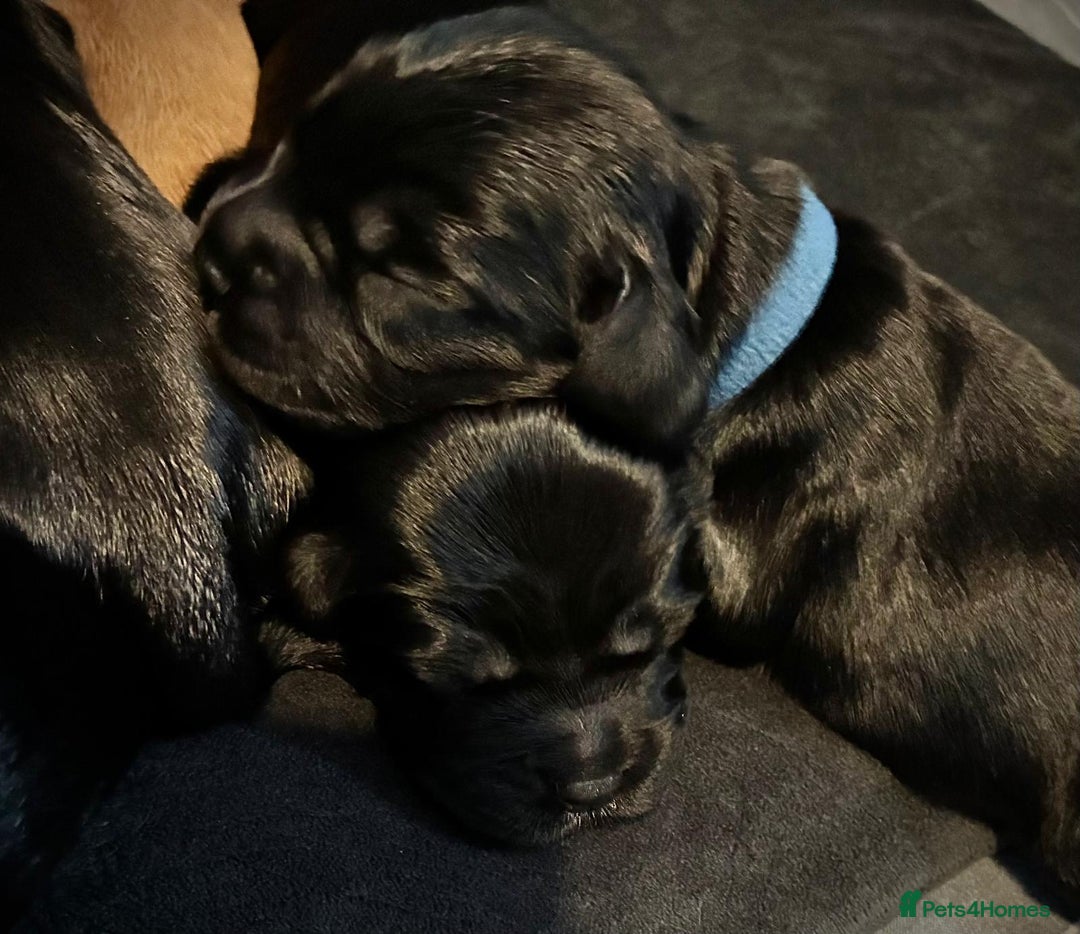 Sprocker dogs for sale: 9 gorgeous Sprocker pups - Image 17