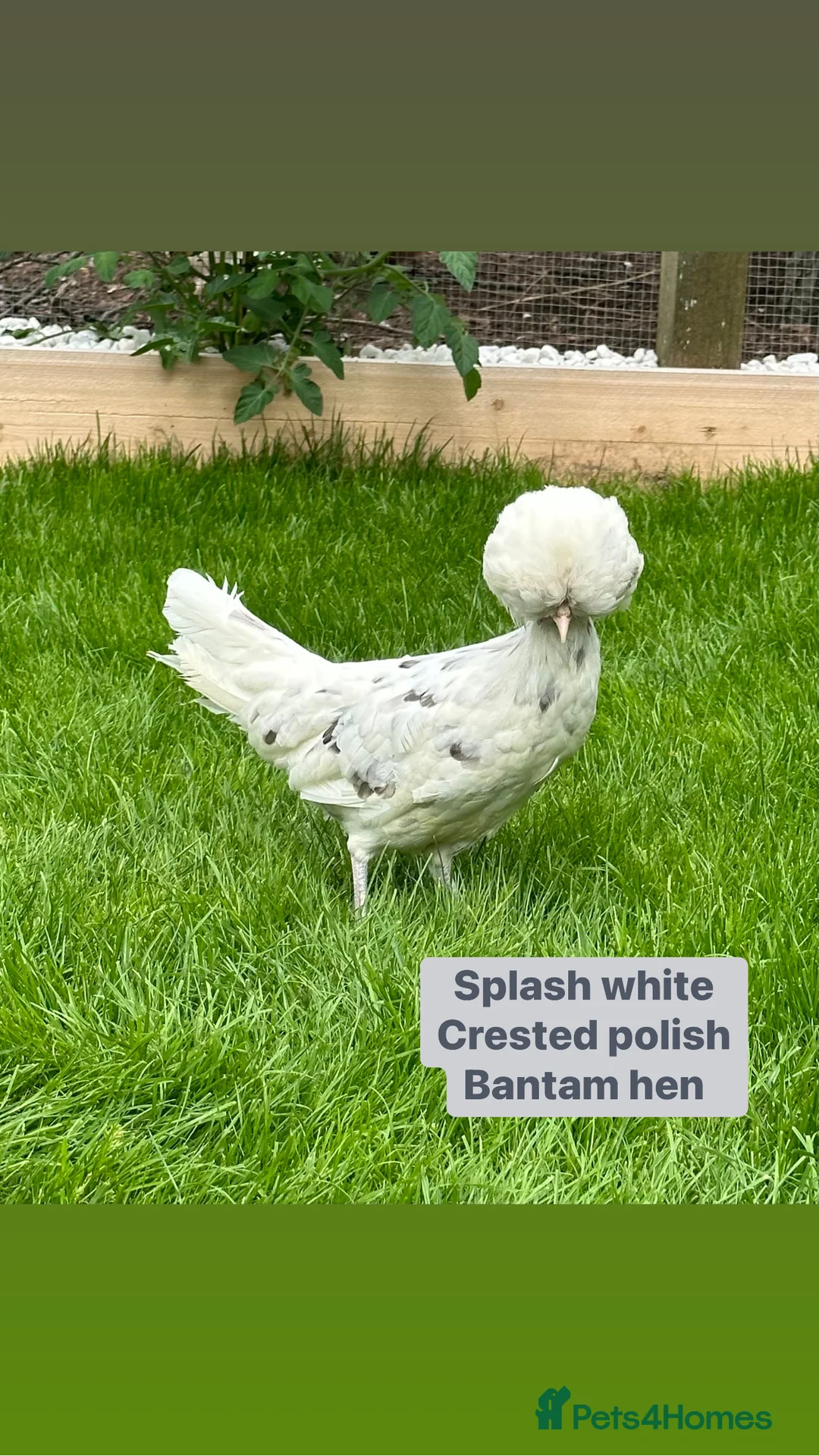 Chickens poultry for sale: Pure breed bantam hens at point of lay - Advert 3