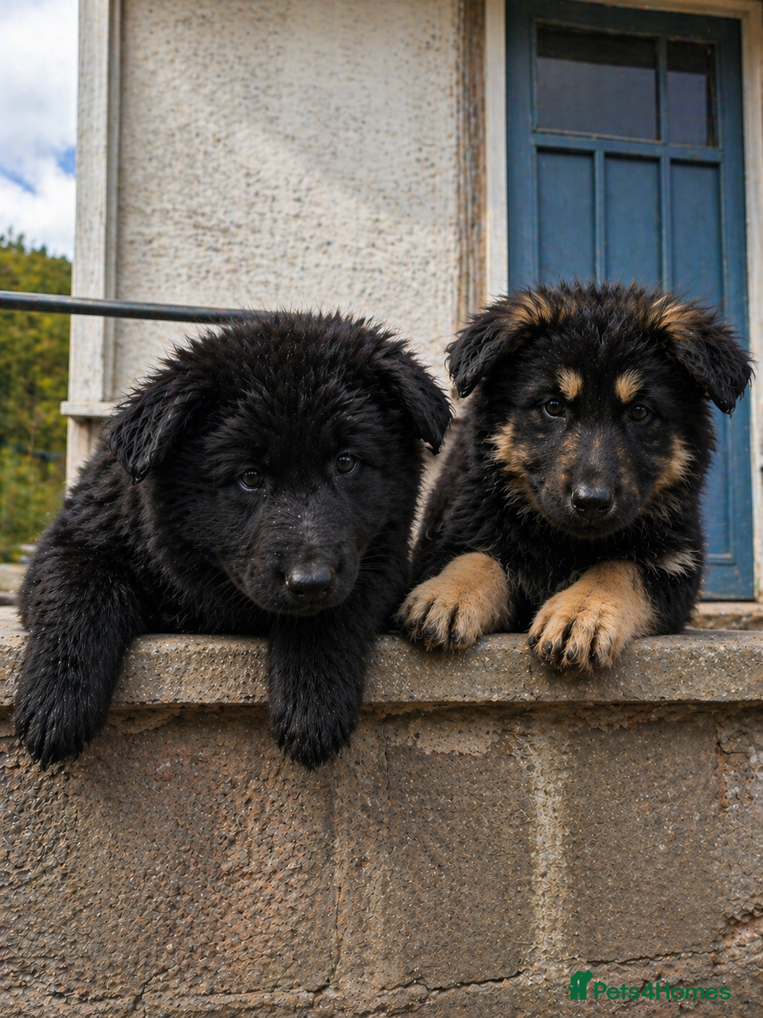 German Shepherd dogs KC Registered German Shepherd Puppies - Advert 5