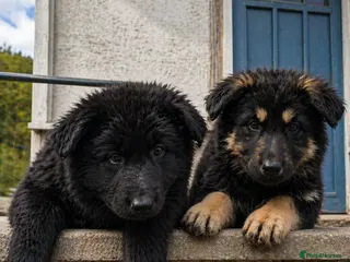 German Shepherd dogs KC Registered German Shepherd Puppies - Advert 5