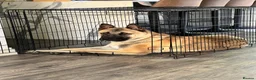 Mixed Breed dogs for sale: 4 year old Akita male, gentle, loving, family dog - Advert 7