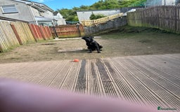 Cane Corso dogs for sale: Cane corso puppies  - Image 17