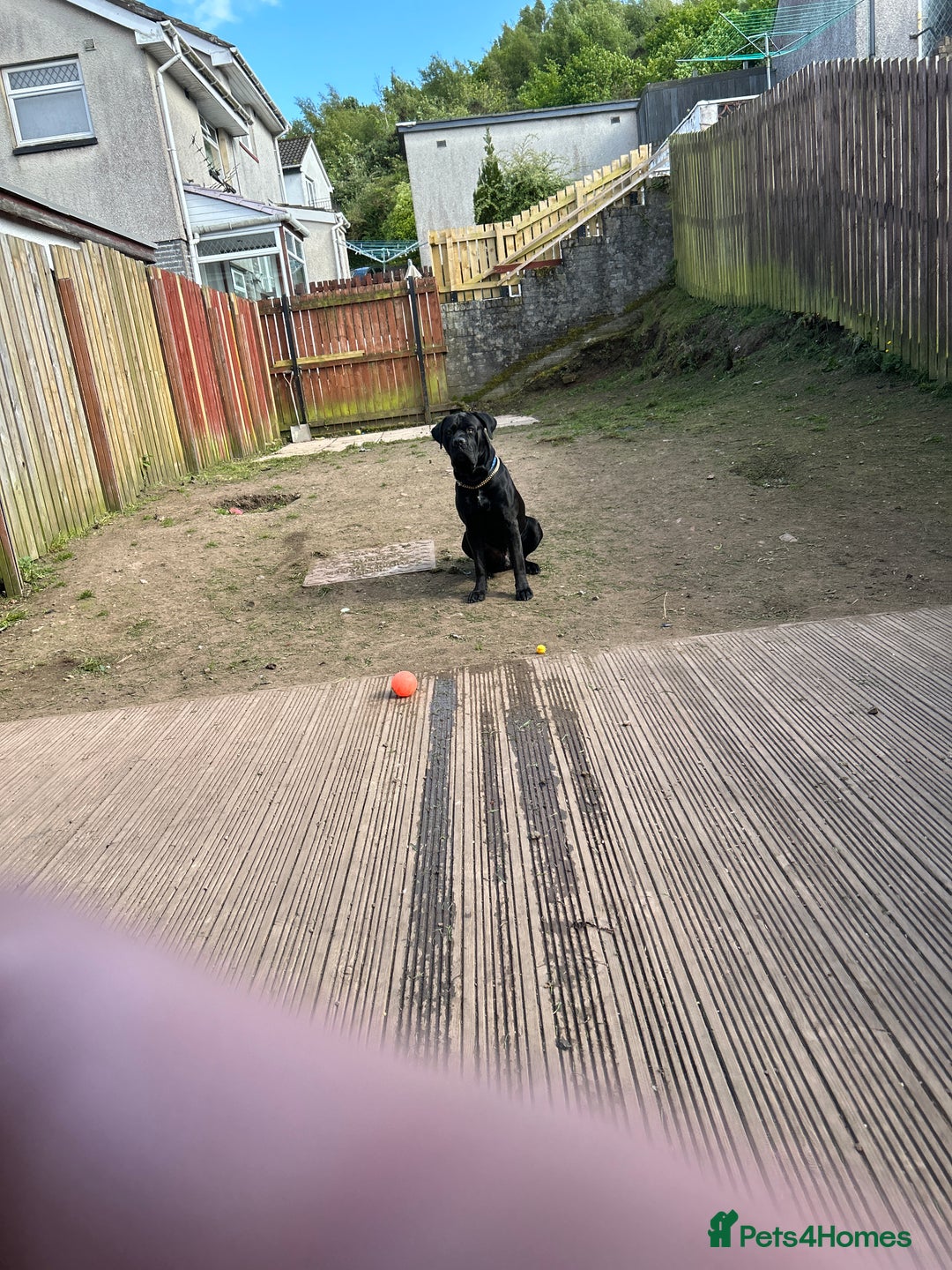 Cane Corso dogs for sale: Cane corso puppies  - Image 17