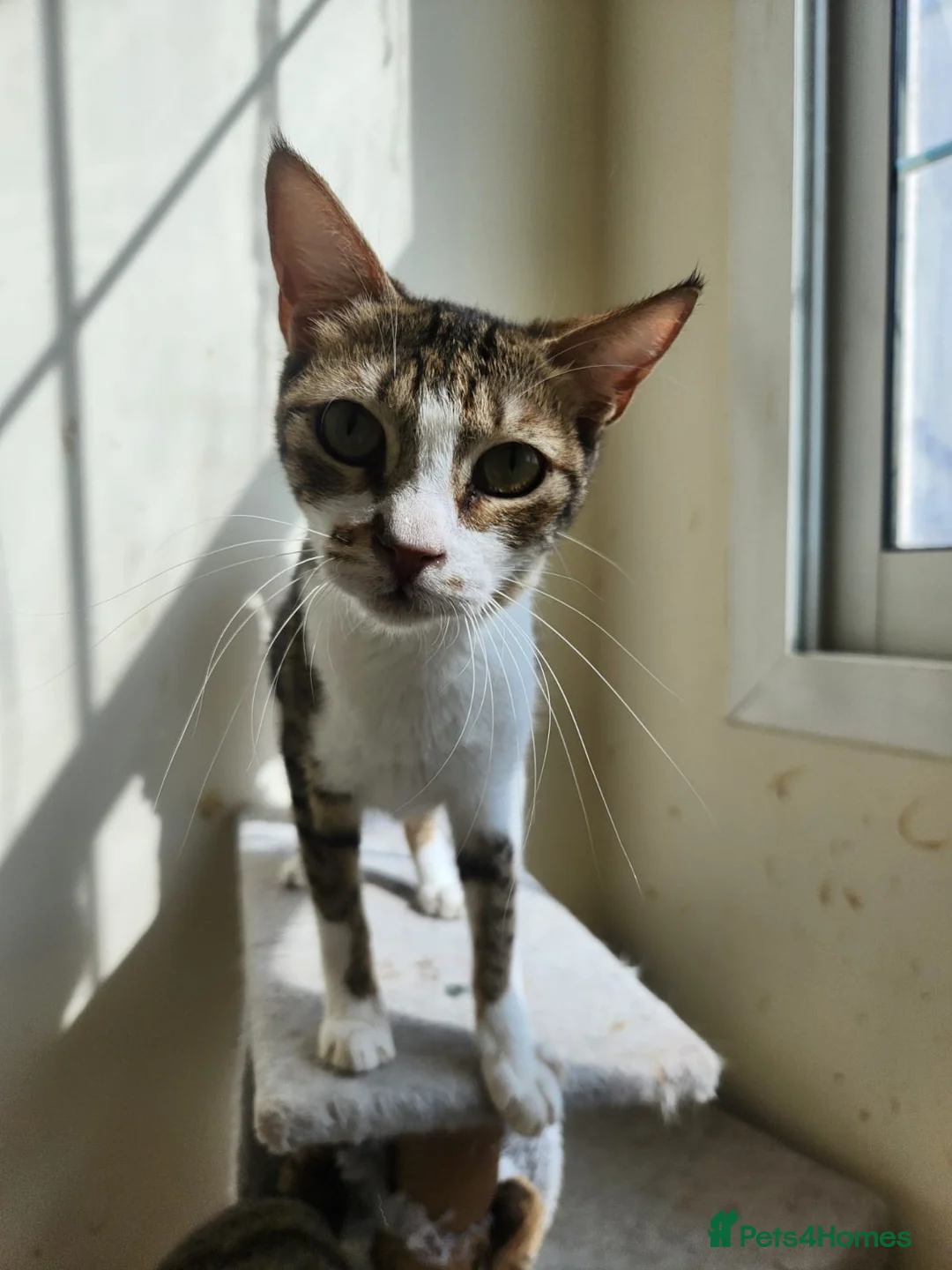 Arabian Mau cats for adoption: Rosie girl  - Advert 1